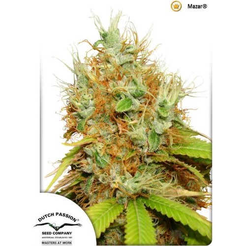 Dutch Passion Seed Company Mazar 5 Seeds
