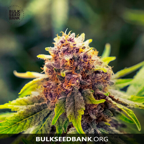 Bulk Seed Bank Auto PURPLE GLAM KUSH 10 Seeds