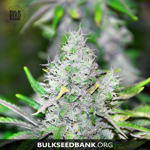 Bulk Seed Bank SPECIAL LIME HAZE ab 17,5.-€