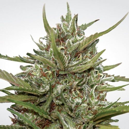 Paradise Seeds Auto Whiteberry