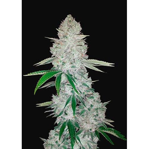 Fast Buds Gorilla Glue Auto (Glue Auto)  3 seed