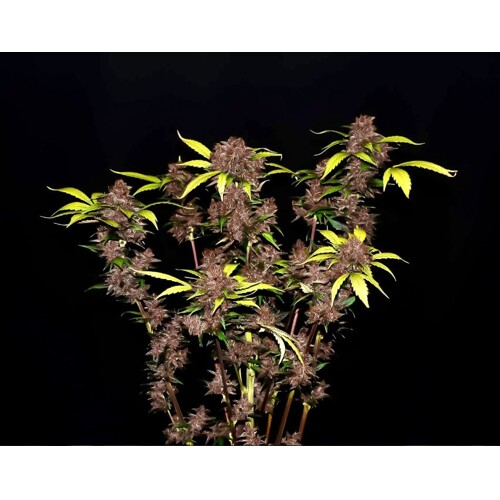 Fast Buds Purple Lemonade 3 db