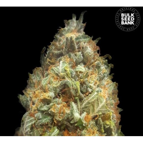 Bulk Seed Bank Auto ORIGINAL ORANGE BUD 5 db