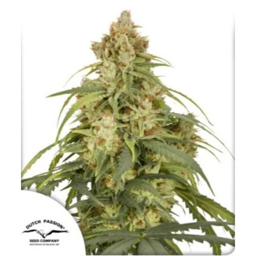 Dutch Passion CBD-Victory Auto 7 seeds