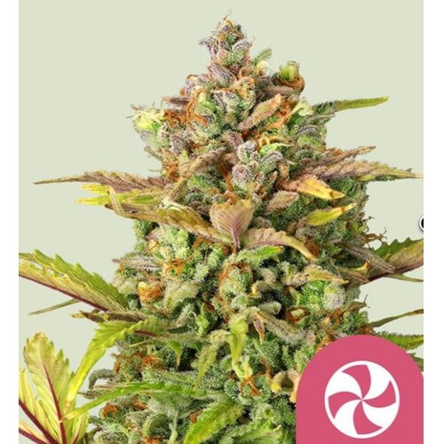 Royal Queen Seeds Sweet ZZ