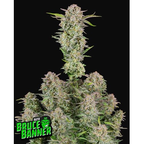 FastBuds Bruce Banner Auto 5 seeds