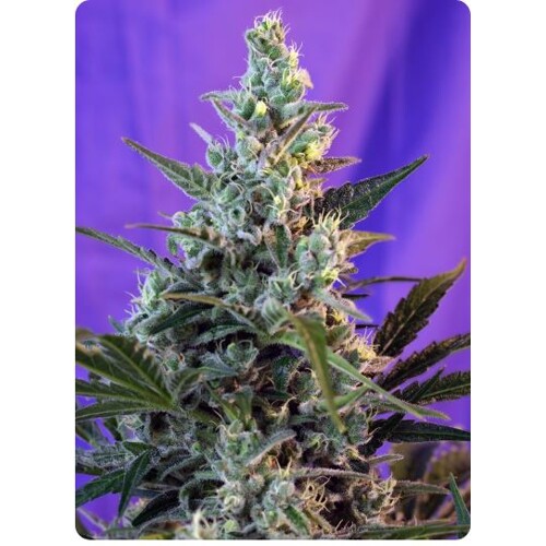 Sweet Seeds Sweet Skunk F1 Fast Version 5 Seeds