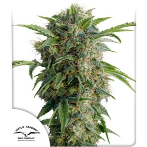 Dutch Passion Daiquiri Lime Auto 7 Seeds