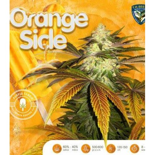 T.H. Seeds Orangesicle