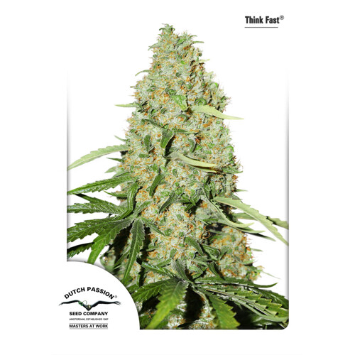 Dutch Passion Seed Company Think Fast® 100 pcs