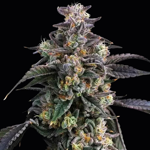 Barney's Farm Super Boof 3 pcs