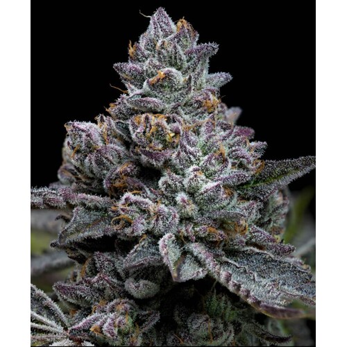 Barney's Farm Apple Fritter  10 pcs