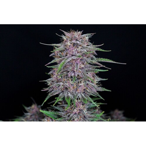 FastBuds Banana Purple Punch 5 pcs
