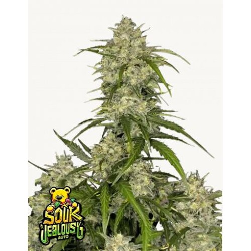 FastBuds Sour Jealousy Auto 10 pcs