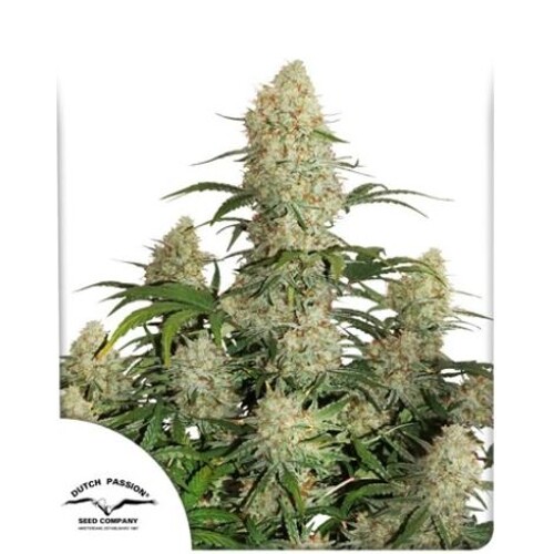 Dutch Passion Seed Company Auto Critical Orange Punch 3 pcs