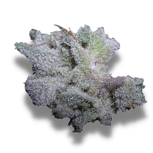 Growers Choice Brain Damage 3 pcs