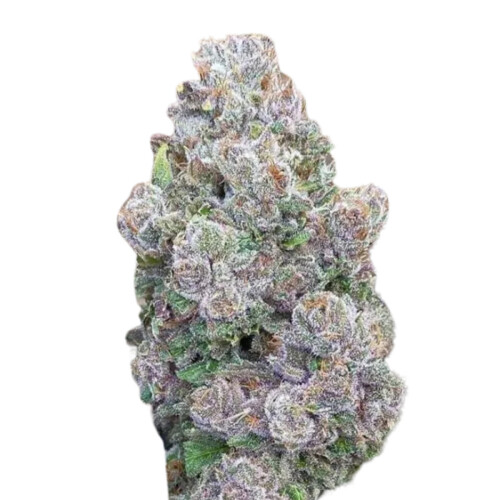 Growers Choice Mimosa Gusher 3 pcs