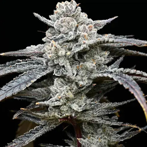 Barney's Farm Lemon Cherry Gelato 3 ks