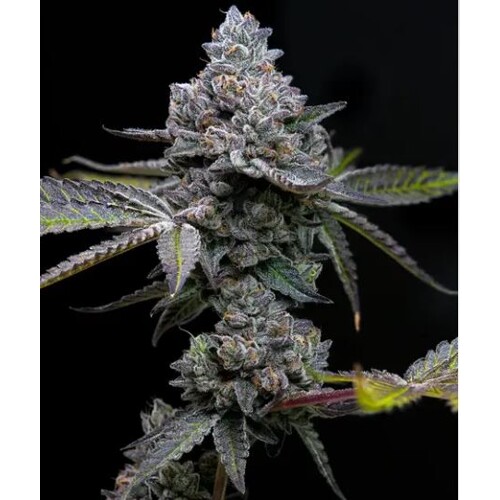 Barney's Farm Apple Fritter  3 pcs