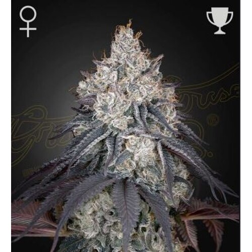 Green House Seed Co. Lemon Orange 10 pcs