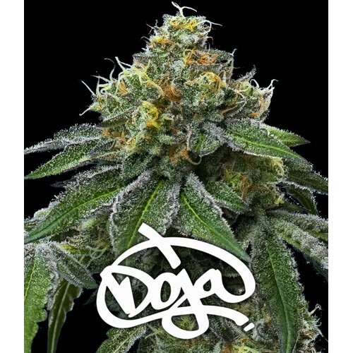 Barney's Farm RS11 + Banana OG 10 pcs