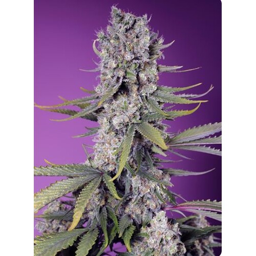 Sweet Seeds Papaya Zoap F1 Fast Version 3 pcs