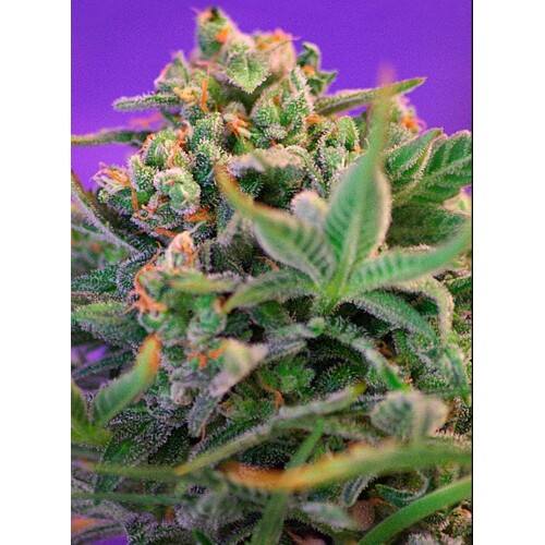 Sweet Seeds Sweet Cheese F1 Fast Version 5 db