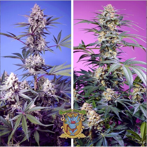 Sweet Seeds Sweet Monster Mix 4 db