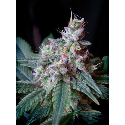 Sweet Seeds Cream Caramel  F1 Fast version 1 pcs