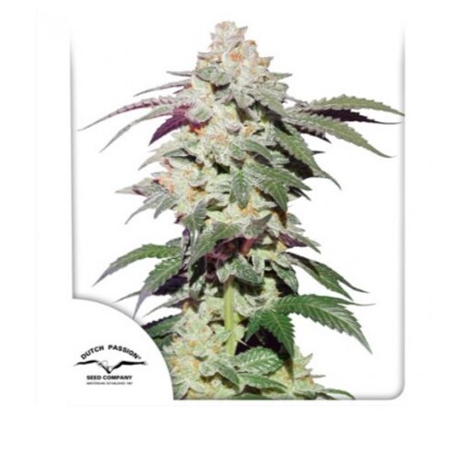 Dutch Passion Seed Company Skywalker Haze 3 pcs