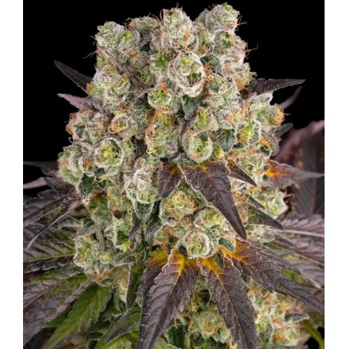 Barney's Farm Purple Punch x Lemon Drizzle 3 pcs