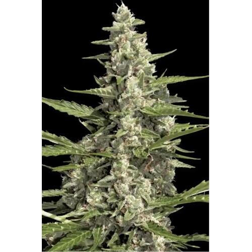 Paradise Seeds Pandora Auto 5 ks