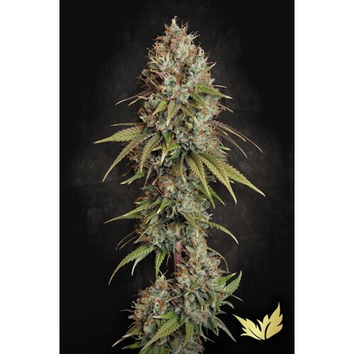 Paradise Seeds Highway 66 5 pcs