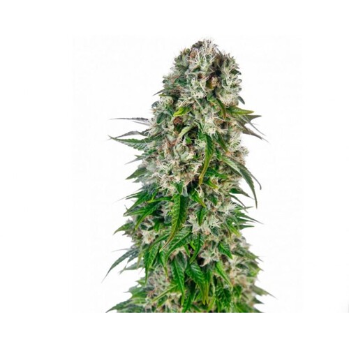Sensi Seeds Big Bud Auto 5 pcs