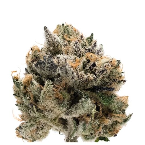 GrowersChoice Tropical Cookies XXL Auto 5 db