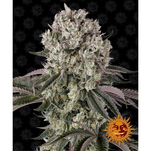 Barney's Farm Glookies 5 +5 db