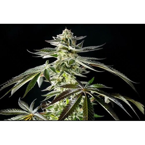 Kannabia Apple&Bananas 5 db