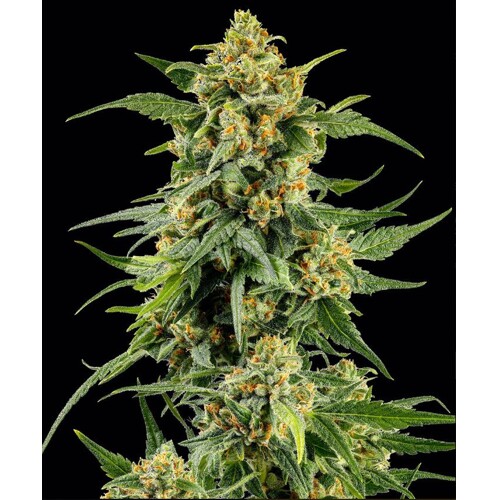 Barney's Farm Skunk #1 5 pcs