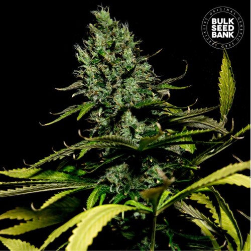 Bulk Seed Bank Auto Watermelon Jam 5 ks