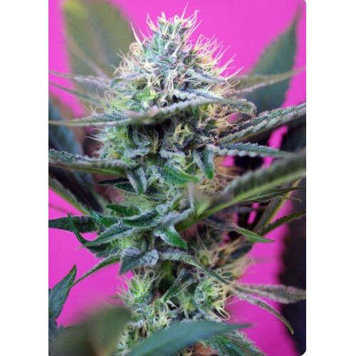 Sweet Seeds Speed Auto 5 ks