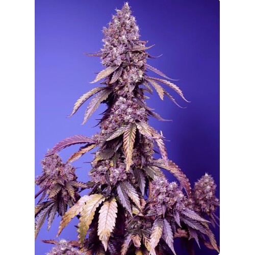 Sweet Seeds Black Muffin F1 Fast Version 5 pcs