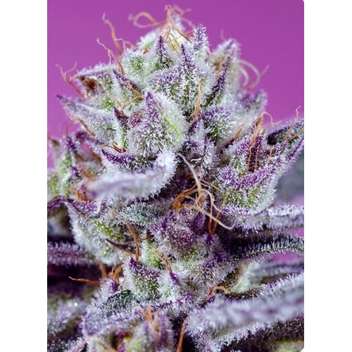 Sweet Seeds Diablos Delight XL Auto 5 pcs