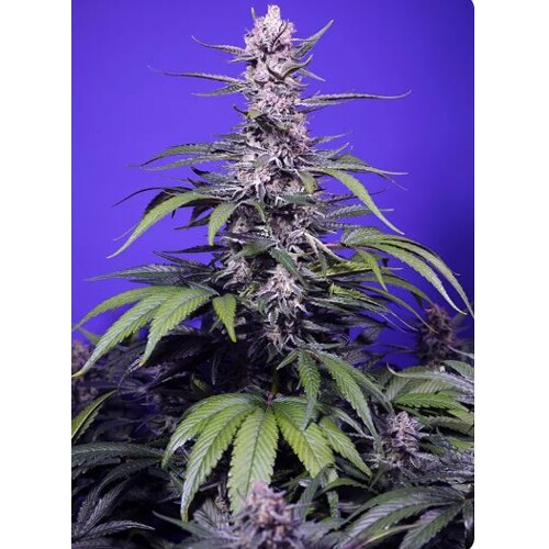 Sweet Seeds Permanent Marker XL Auto 5 ks