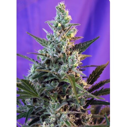 Sweet Seeds Sweet Skunk Auto 5 pcs