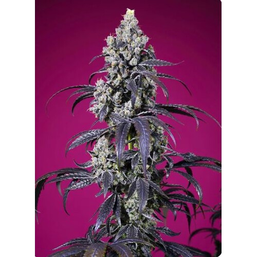 Sweet Seeds Tropicana Cherry XL Auto 5 db