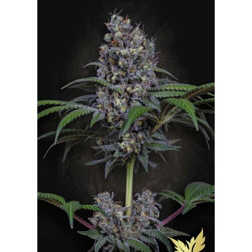 Paradise Seeds Sweetopia 5 pcs