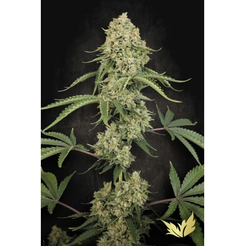 Paradise Seeds Tropical Fruit Cake 3 ks