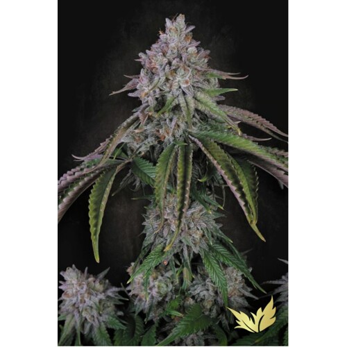 Paradise Seeds Velvet Mist 3 pcs