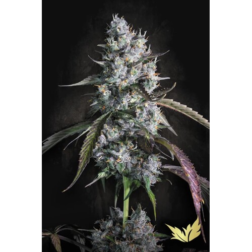 Paradise Seeds Red Velvet 3 Seeds