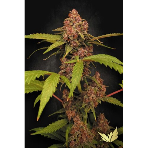Paradise Seeds Banana Purple Auto 3 pcs